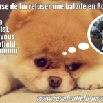 royal enfield chiot mignon peluche